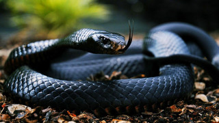 Black snake curled dirt leaves - its tongue free wallpaper