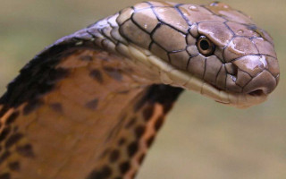 Snake head closeup blurry background 2 - an illustration free wallpaper
