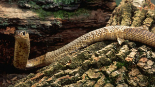 Snake tree branch moss trunk - real life skin free wallpaper