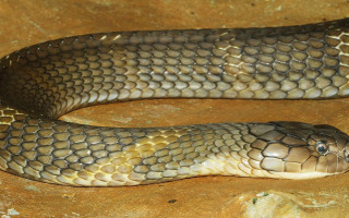 Snake curled rock smile camera - an illustration of free wallpaper