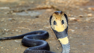 Black yellow snake striped head - real free wallpaper