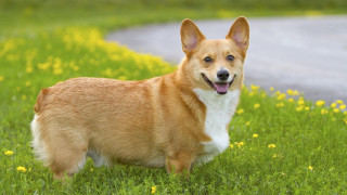 Dog standing grass mouth open - its mouth open free wallpaper