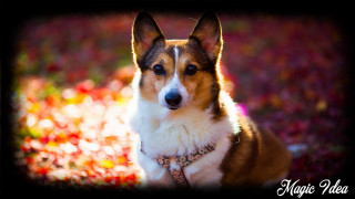 Shiba inu dog grass collar - a collar free wallpaper