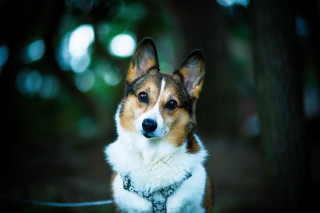 Shiba inu serious collar leash - 8 5 mm f 1. free wallpaper