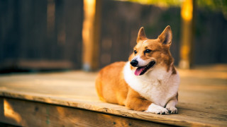 Dog sitting wooden deck tongue - dan content free wallpaper