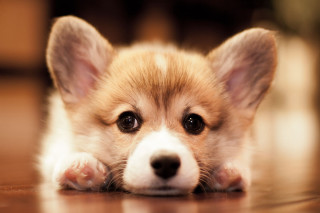 Small dog sad looking camera 3 - a sad look free wallpaper