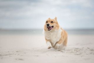 Dog running beach sky background - renaissance free wallpaper