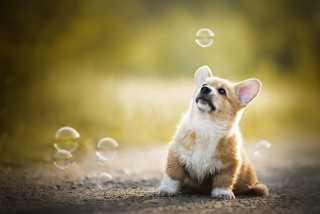 Small dog dirt road bubbles - a dirt road free wallpaper