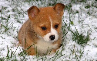 Small brown white dog snow - dog free wallpaper