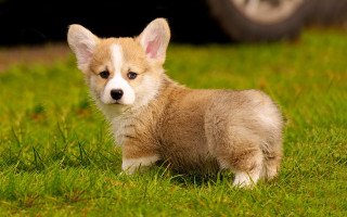 Puppy grass car tire road - the other side of the road free wallpaper
