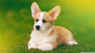 Small dog laying lush green - dan content free wallpaper