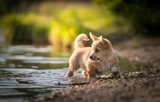 Small dog water edge stick - its mouth free wallpaper