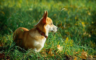Dog sitting grass stick flower - its mouth free wallpaper