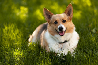 Dog happy grass outdoors shiba - p free wallpaper