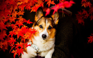 Dog chair leaves collar sitting - a bunch of leaves free wallpaper