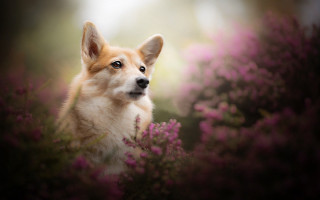 Dog looking camera field flowers - renaissance free wallpaper