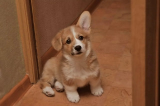 Small dog sad looking camera - a small dog free wallpaper