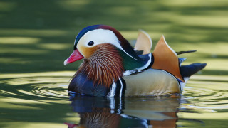 Colorful duck floating lake forest 3 - top of a lake next free wallpaper