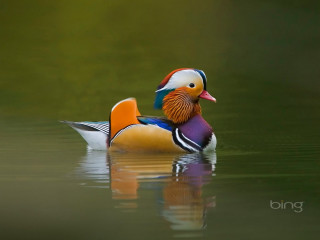 Colorful bird floating lake forest 2 - top of a lake next free wallpaper