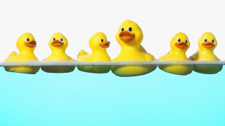 Rubber ducks shelf water row 2 - the water free wallpaper