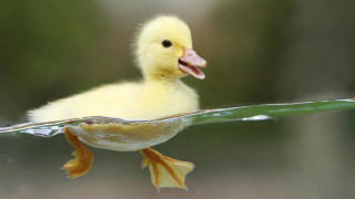 Duckling swimming pool water mouth - tongue free wallpaper