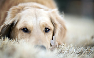 Dog sad shaggy rug lying - a sad look free wallpaper