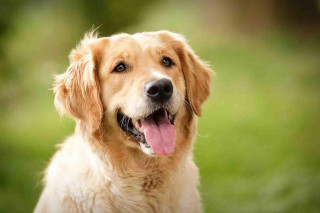 Dog tongue out green background - professional photo free wallpaper