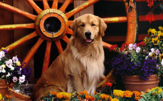 Dog sitting wagon flowers wooden - a wooden door free wallpaper