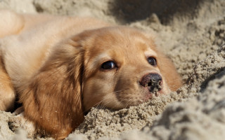 Dog laying sand head sticking - surrealism free wallpaper