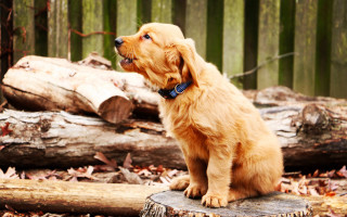 Dog sitting stump forest logs - tachisme free wallpaper