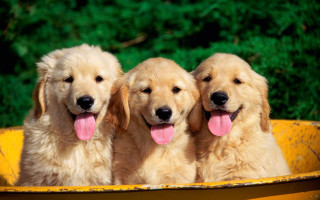 Three dogs yellow tub tongues - furry free wallpaper