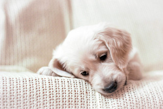 Small white dog couch head - its head on free wallpaper