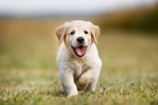 Puppy running field mouth open - its mouth open free wallpaper