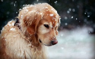 Dog snowflakes closed eyes looking - closed free wallpaper