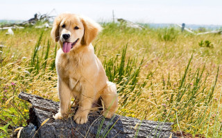 Dog sitting log field grass - a few bird free wallpaper