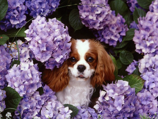 Dog peeking purple flowers green - a white face free wallpaper