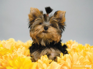 Small dog yellow flowers gray 2 - chica macnab free wallpaper