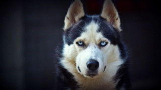Black white dog blue eyes - symmetrical free wallpaper