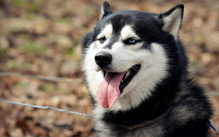 Husky dog smiling tongue out - a husky dog free wallpaper