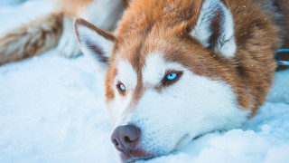 Husky blue eyes snow sad - a husky dog free wallpaper