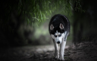 Husky woods night blurry background - a husky dog free wallpaper