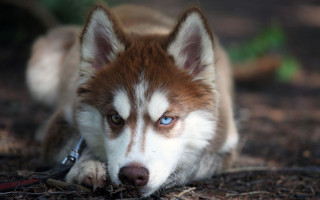 Dog blue eyes leash mouth - a leash free wallpaper