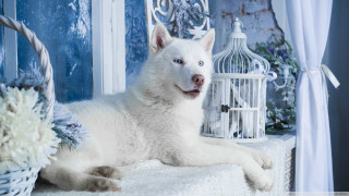 White dog blanket birdcage flowers - a vase free wallpaper