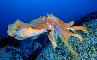 Squid swimming ocean head rock - its head on free wallpaper