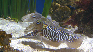 Fish long tail swimming water - optical free wallpaper