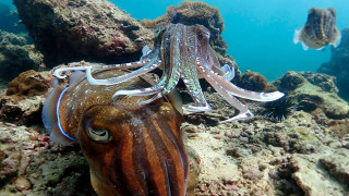 Squid swimming ocean fish coral - a surrealist painting free wallpaper