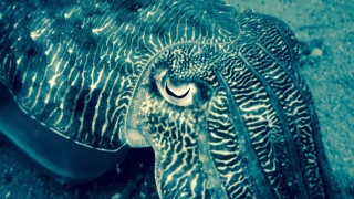 Large squid large eye blue - its head free wallpaper