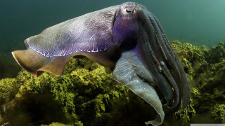 Large squid ocean algaes light - david young cameron free wallpaper
