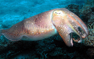 Squid ocean floor rayonism aurora - amédée ozenfant free wallpaper