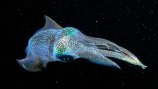 Blue white squid black background - bioluminescence free wallpaper
